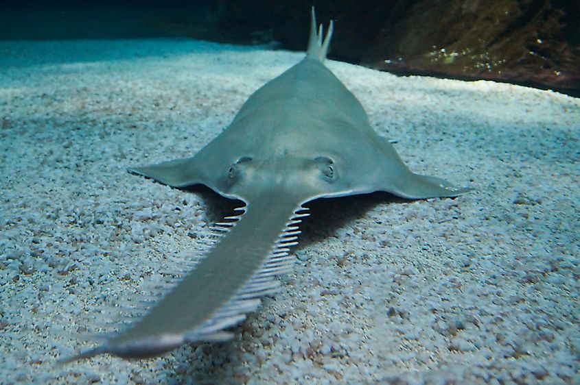 A largetooth sawfish