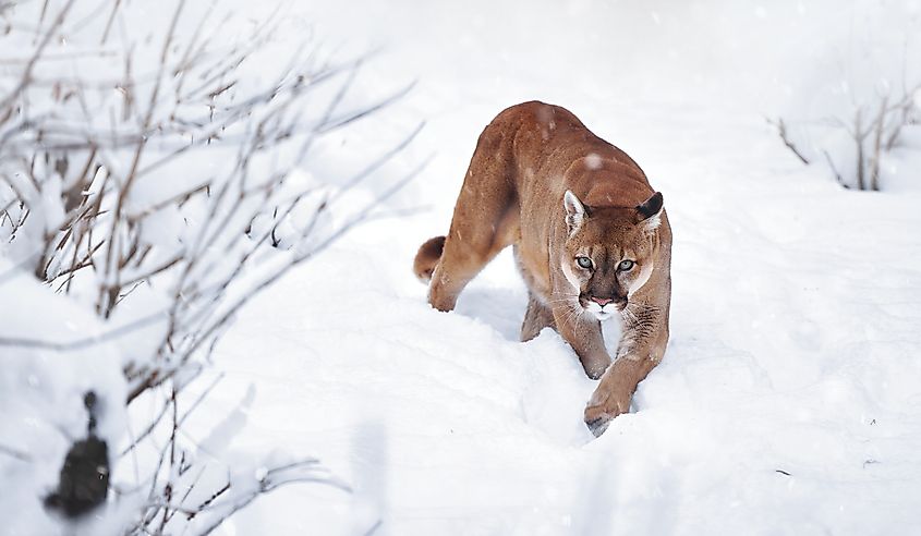A mountain lion in the snow