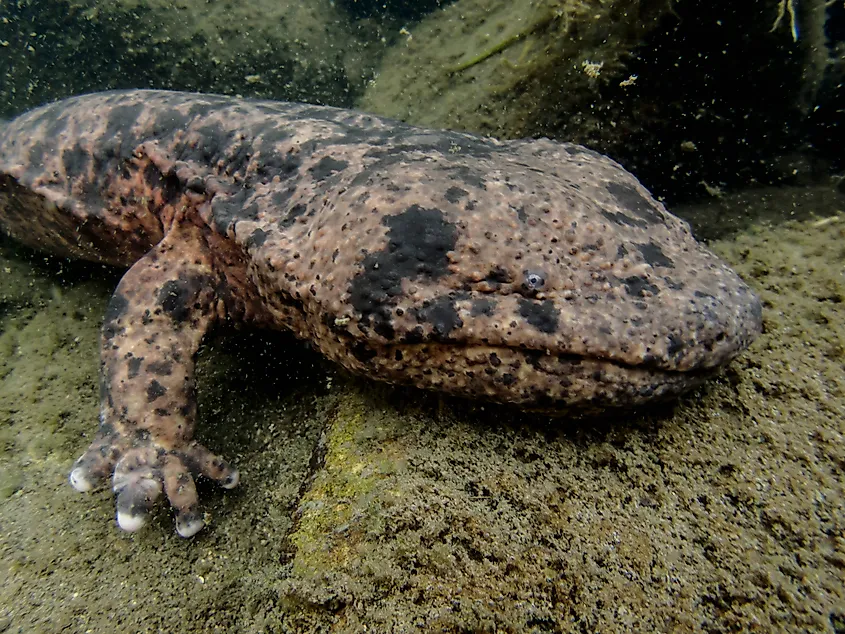 A Japanese giant salamander (Andrias japonicus)