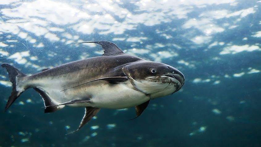 A Mekong giant catfish (Pangasianodon gigas)
