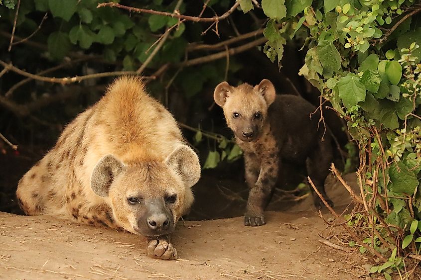 Spotted hyena mother and her cub by their den in the Maasai Mara National Reserve, Kenya. Image credit: Marie Lemerle/Shutterstock.com