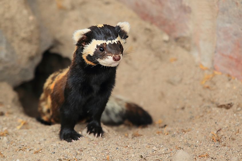 A marbled polecat (Vormela peregusna)