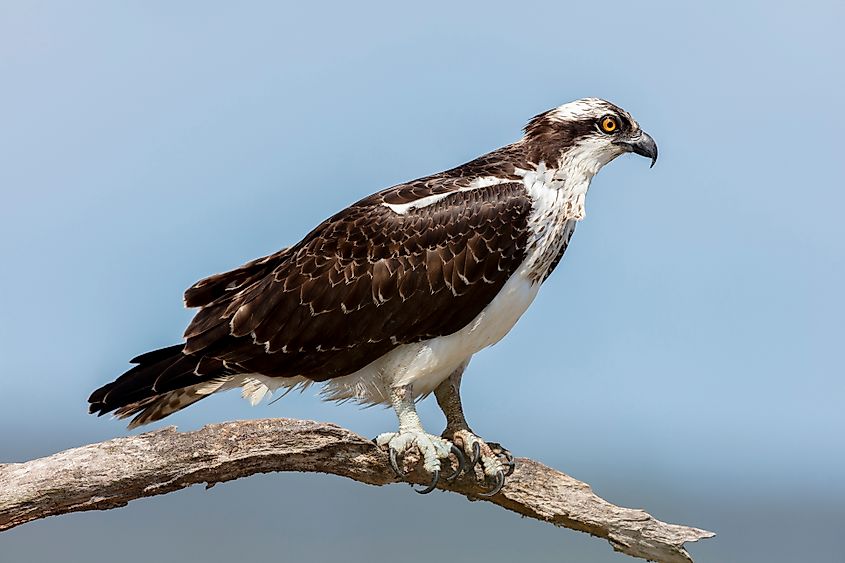 An osprey (Pandion haliaetus)