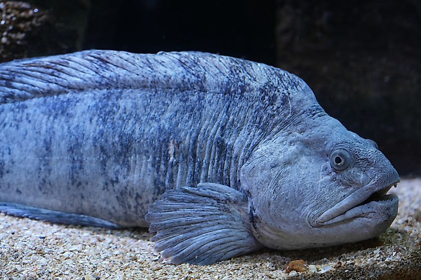 An Atlantic wolffish (Anarhichas lupus)