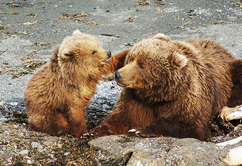 A Kodiak bear cub with its mother