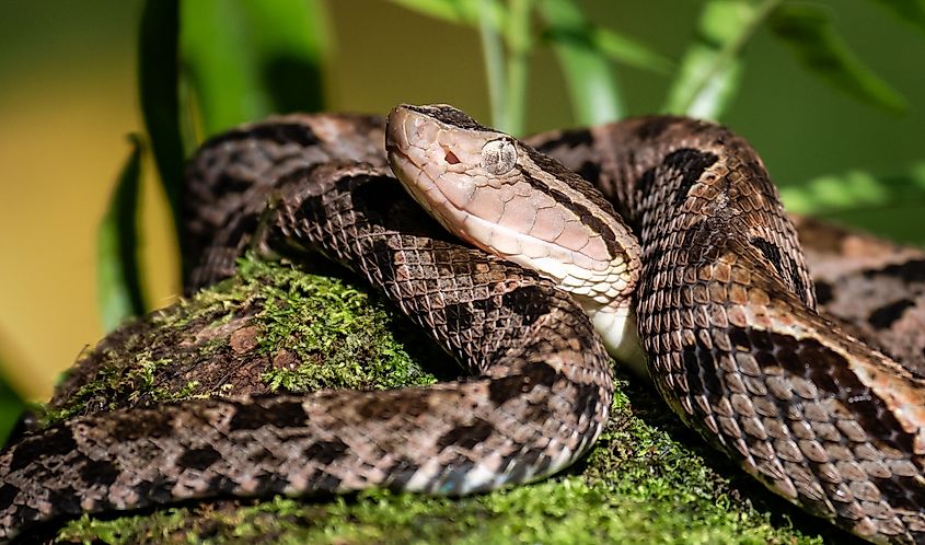 A Fer-de-lance Snake