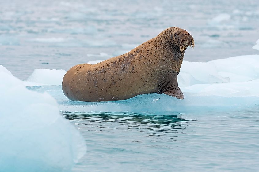 A Pacific walrus (Odobenus rosmarus divergens)