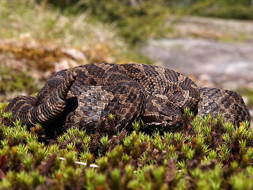 An Eastern Massasauga Rattlesnake