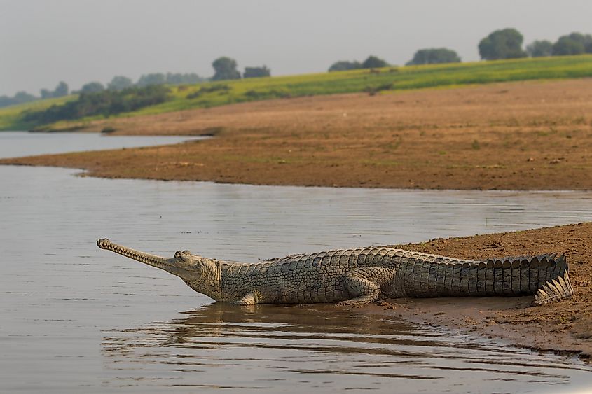 A rare Gharial (fish-eating crocodile) sunbathes by the Chambal River, in Uttar Pradesh