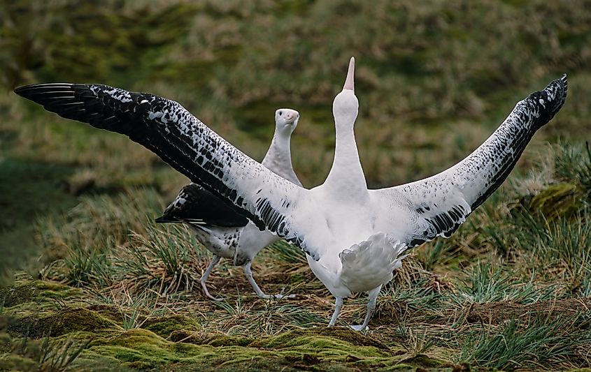 A pair of wandering albatrosses