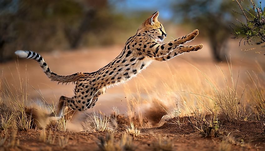 A serval (Leptailurus serval)