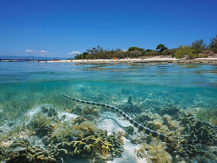 A banded sea krait (Laticauda colubrina)
