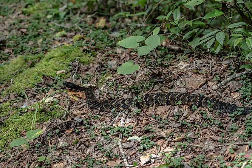 A timber rattlesnake in Great Smoky Mountains National Park
