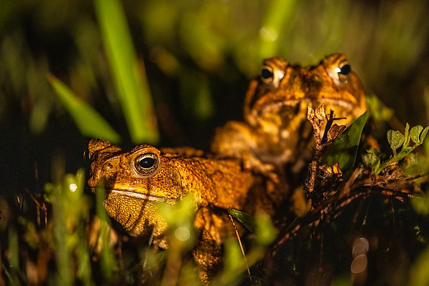 A pair of cane toads