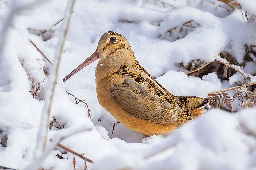 An American woodcock (Scolopax minor)
