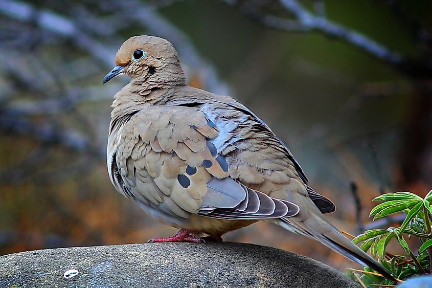 A mourning dove perched on a wire.