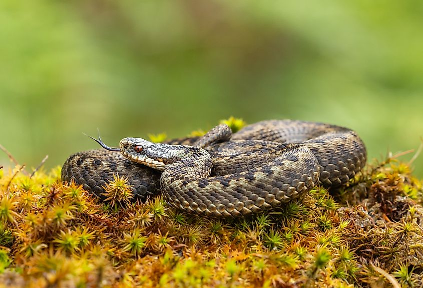 A European adder (Vipera berus)