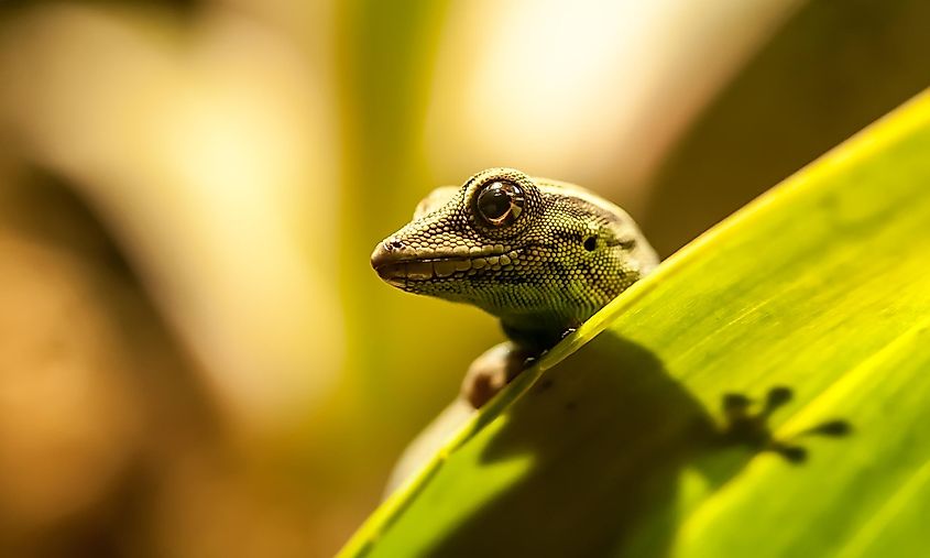 Lygodaktylus williamsi (Electric blue gecko) Credit: Kika Mika via Shutterstock