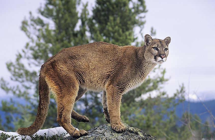 A mountain lion (Puma concolor)
