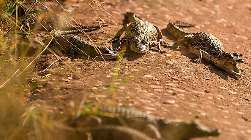 Baby Nile crocodiles