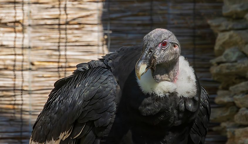 An Andean condor (Vultur gryphus)