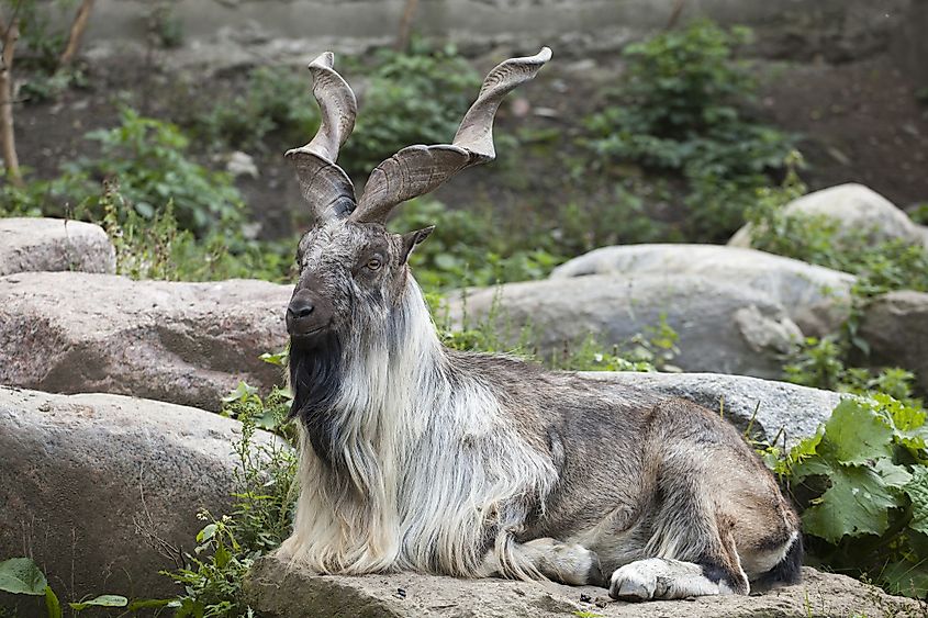 A Turkmenian markhor (Capra falconeri heptneri)