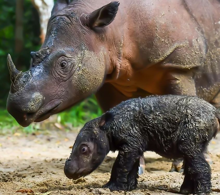 A Sumatran rhino with its calf