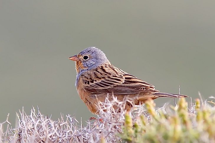 A Cretzschmar's bunting perched on a rock.