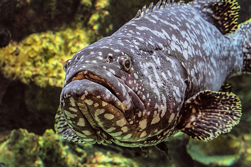 A goliath grouper (Epinephelus itajara)