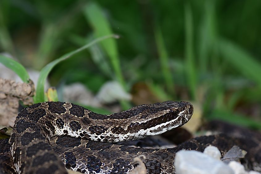 An eastern massasauga (Sistrurus catenatus)