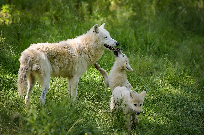 Arctic wolf with cubs.