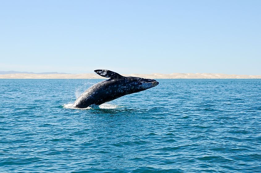A gray whale (Eschrichtius robustus)