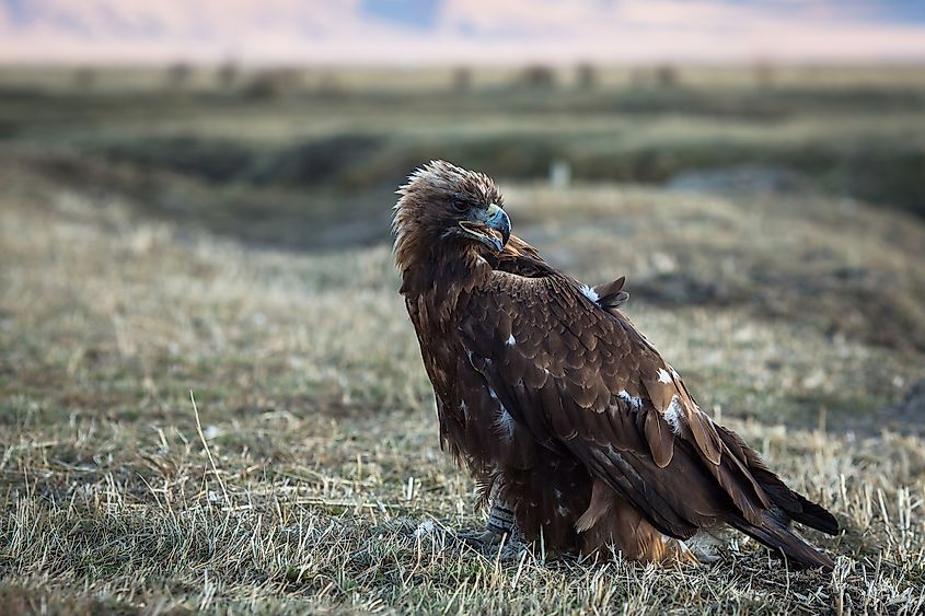 A golden eagle.