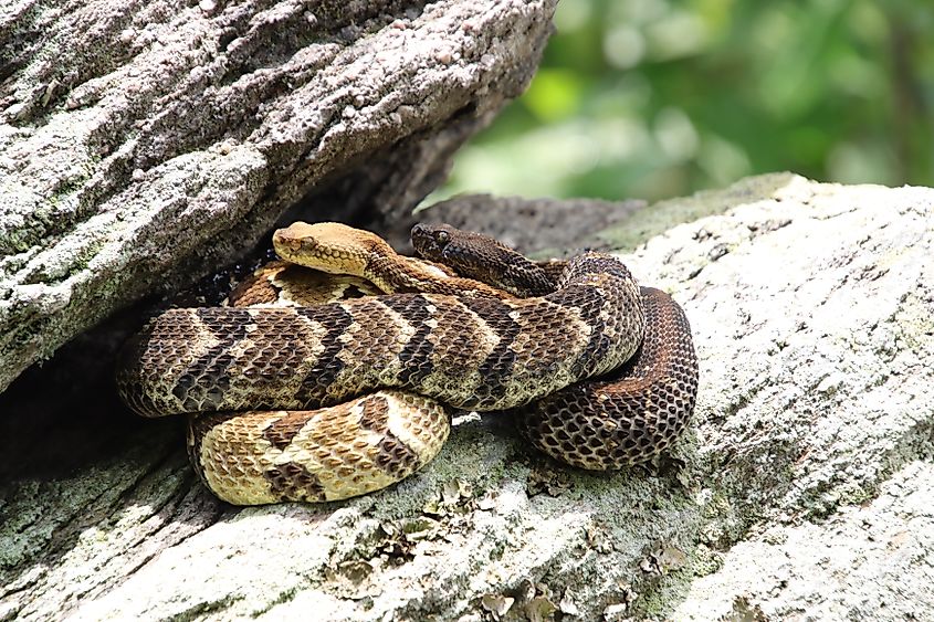 Two Timber rattlesnakes on a rock