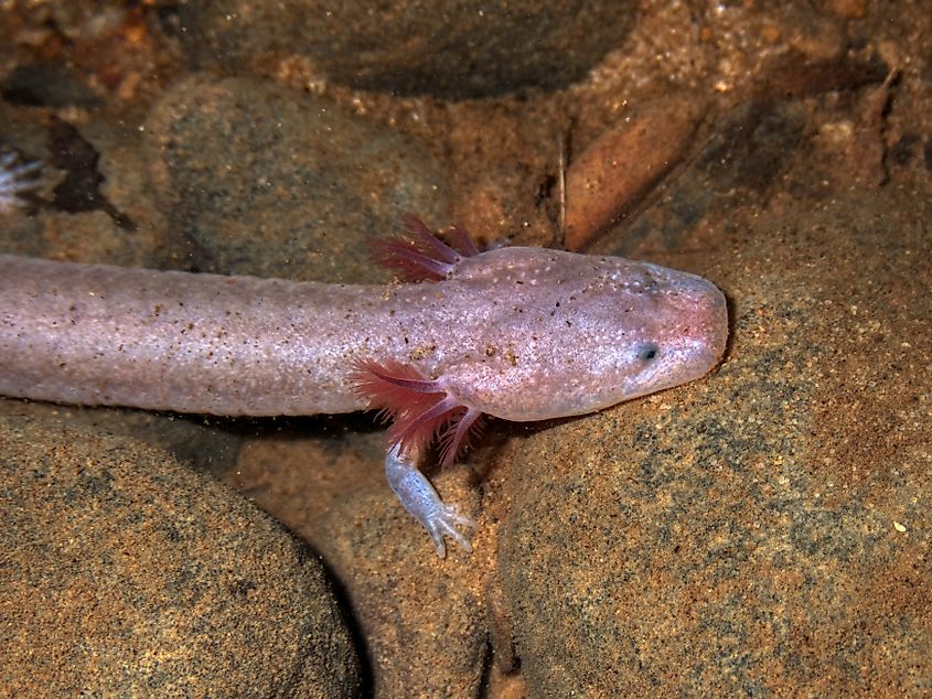 A Tennessee cave salamander (Gyrinophilus palleucus)