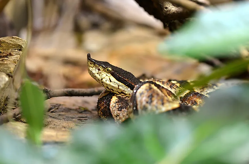 A sharp-nosed viper (Deinagkistrodon acutus)