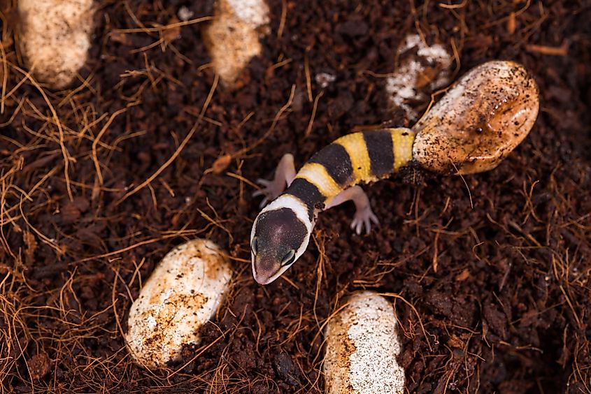 Cute leopard gecko hatching of egg. Little lizard (Eublepharis Macularius). Credit: Spok83 via Shutterstock