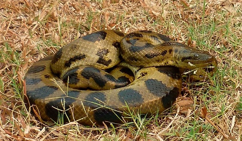 yellow anaconda in the grass.