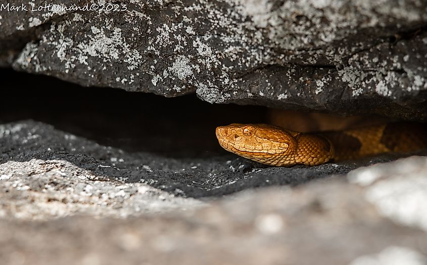 A copperhead in a rock crevice near its den