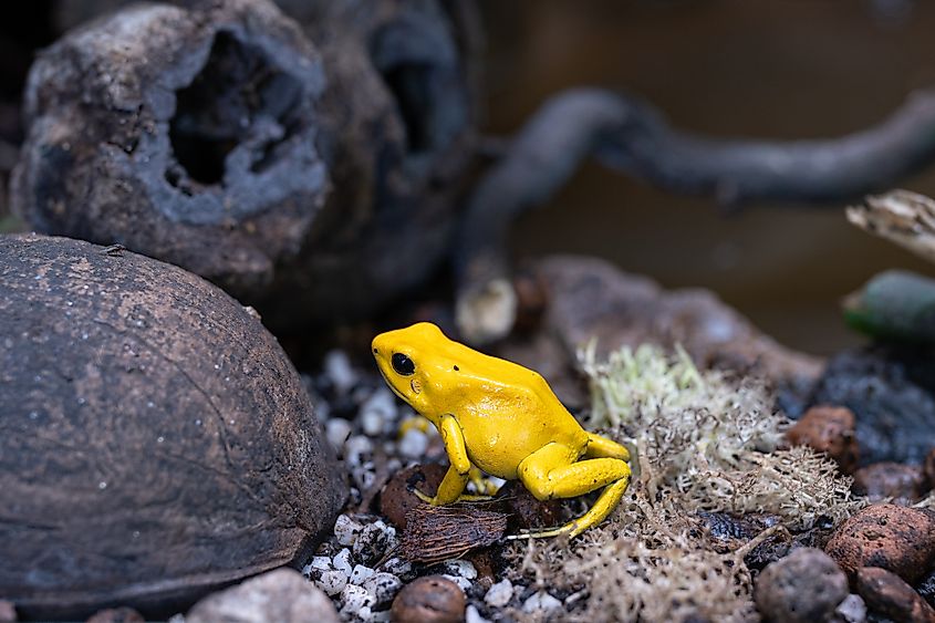 A golden poison frog (Phyllobates terribilis)