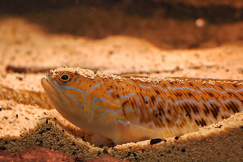 A weeverfish