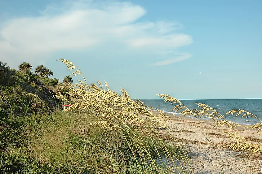 The coastline of a beach at Edisto State Park