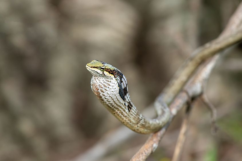 A southern vine snake (Thelotornis capensis)
