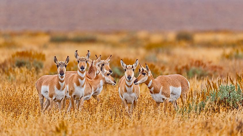A herd of springboks