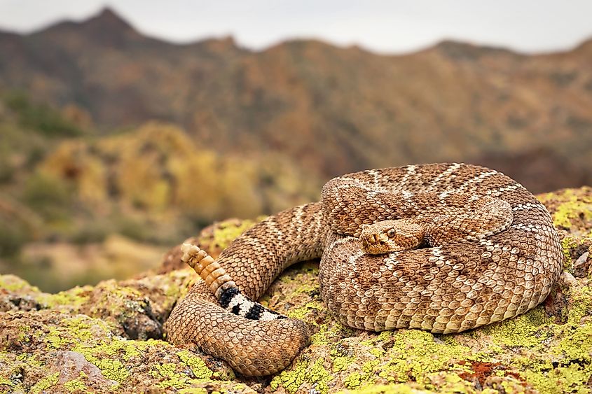 A western diamondback rattlesnake camouflaged in its environment.