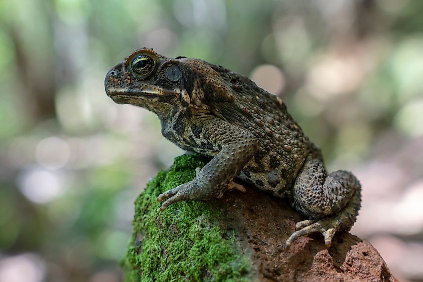 A cane toad (Rhinella marina)