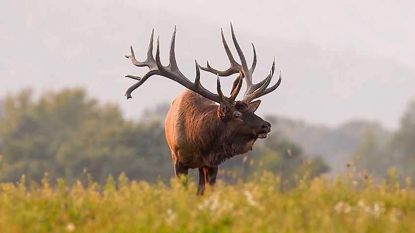 An elk (Cervus canadensis)