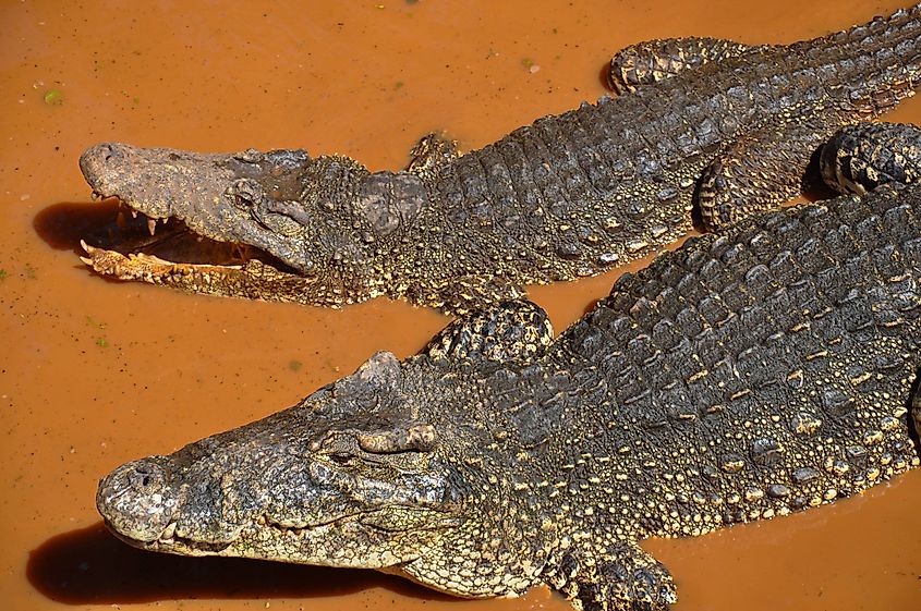 Cuban crocodiles in muddy orange water at a crocodile farm in Varadero, Cuba. Via Shutterstock / JULFART.