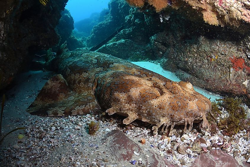 A gulf wobbegong (Orectolobus halei)