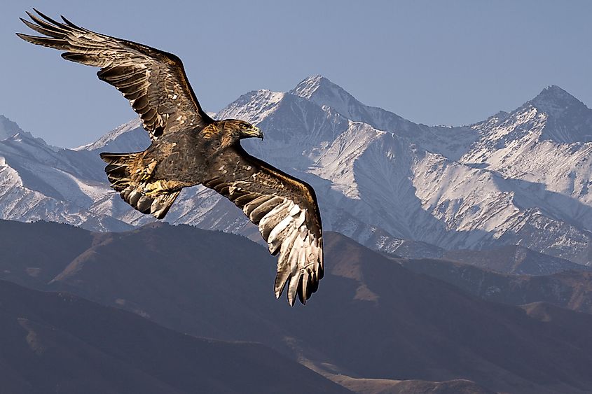A golden eagle flying high above the mountains.